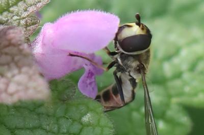 <i>Eupeodes luniger</i>