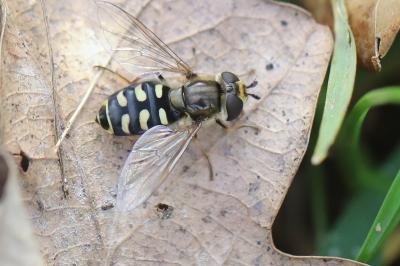 <i>Eupeodes luniger</i>