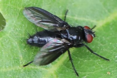 <i>Nyctia halterata</i>