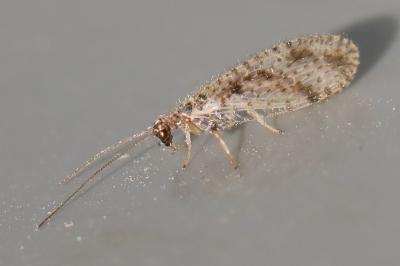 <i>Micromus variegatus</i>