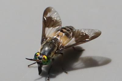 <i>Chrysops viduatus</i>