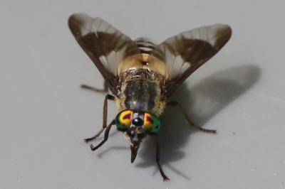 <i>Chrysops viduatus</i>