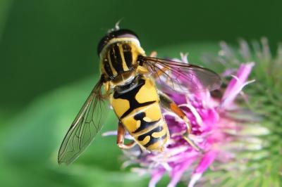 <i>Helophilus pendulus</i>