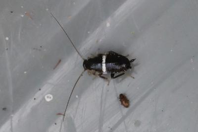 <i>Planuncus vinzi</i>