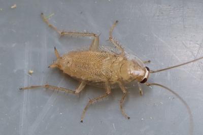 <i>Planuncus vinzi</i>