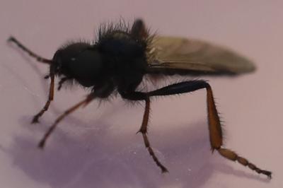 <i>Bibio johannis</i>