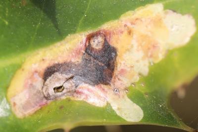 <i>Phytomyza ilicis</i>
