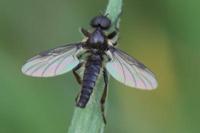 <i>Bibio lanigerus</i>