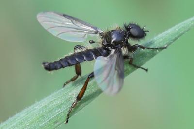 <i>Bibio lanigerus</i>