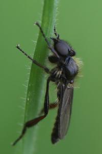 <i>Bibio lanigerus</i>