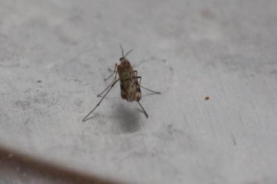 <i>Sylvicola</i>