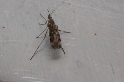 <i>Sylvicola</i>
