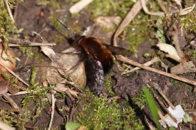 <i>Bombylius discolor</i>