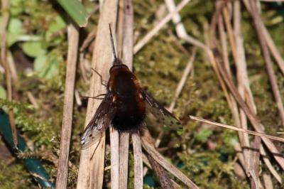 <i>Bombylius discolor</i>