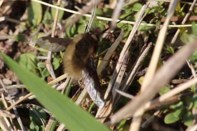 <i>Bombylius major</i>
