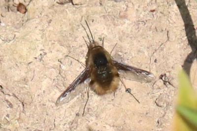 <i>Bombylius major</i>
