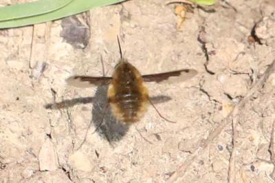<i>Bombylius major</i>