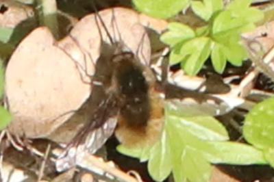 <i>Bombylius major</i>