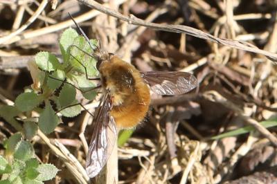 <i>Bombylius major</i>