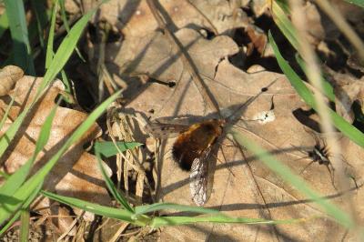 <i>Bombylius discolor</i>