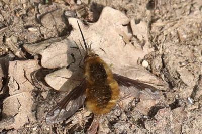 <i>Bombylius major</i>