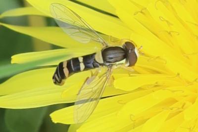 Sphaerophoria scripta