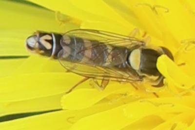 <i>Sphaerophoria scripta</i>