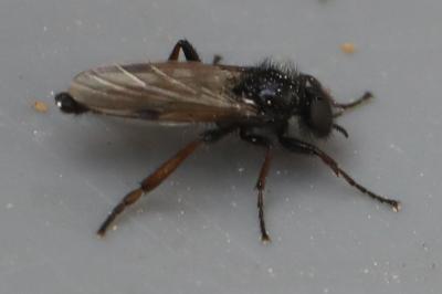 <i>Bibio johannis</i>