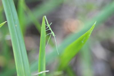 <i>Clonopsis gallica</i>