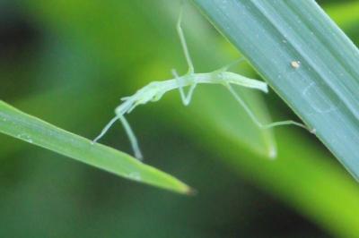 <i>Clonopsis gallica</i>