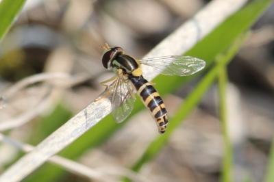 <i>Sphaerophoria</i>