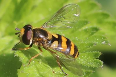 <i>Eupeodes latifasciatus</i>