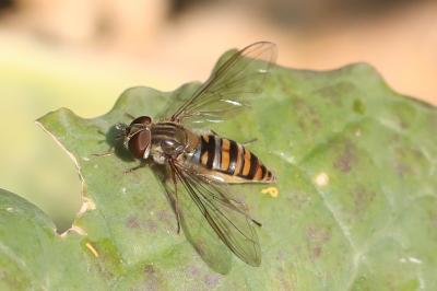 <i>Episyrphus balteatus</i>