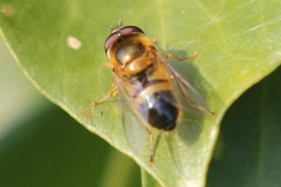 <i>Epistrophe eligans</i>