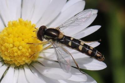 <i>Sphaerophoria scripta</i>