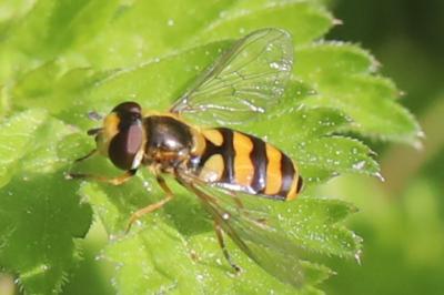 <i>Eupeodes corollae</i>