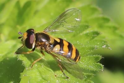 <i>Eupeodes corollae</i>