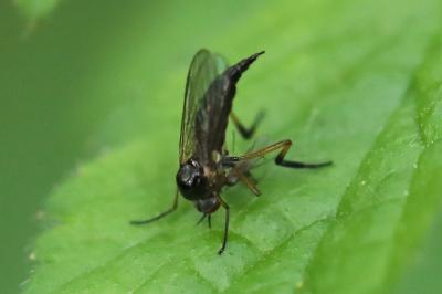 Empis nigritarsis
