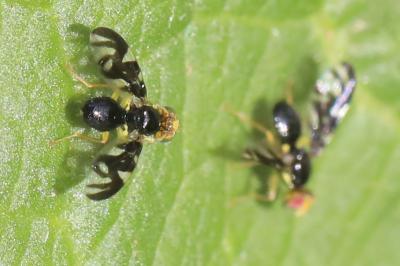 <i>Euleia heraclei</i>