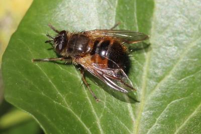 <i>Tachina</i>
