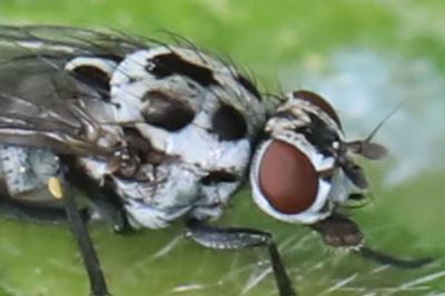 <i>Anthomyia pluvialis</i>