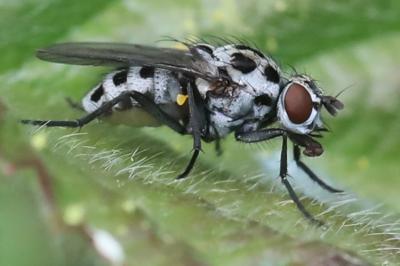 <i>Anthomyia pluvialis</i>