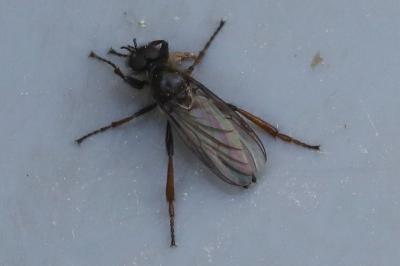 <i>Bibio lanigerus</i>