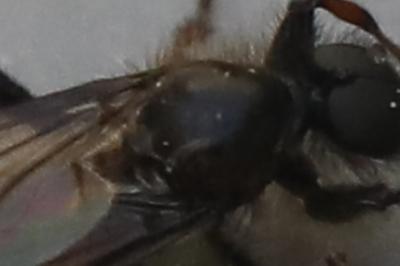 <i>Bibio lanigerus</i>