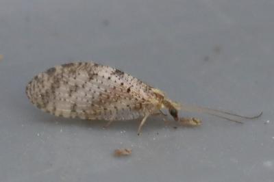 <i>Hemerobius</i>