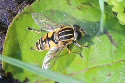 <i>Helophilus pendulus</i>