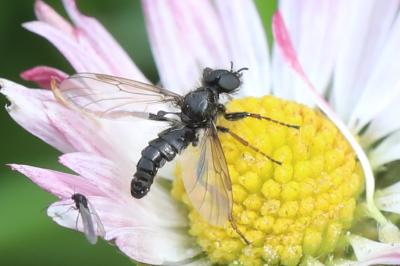 <i>Bibio lanigerus</i>