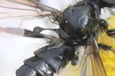 <i>Bibio lanigerus</i>