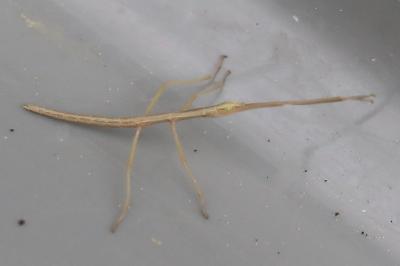 <i>Clonopsis gallica</i>