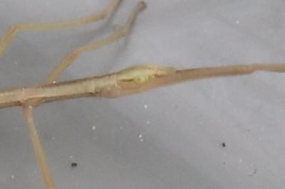 <i>Clonopsis gallica</i>